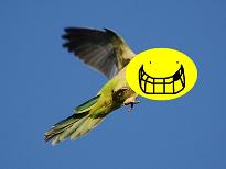 wild-parrot-safari2-722903.jpg
