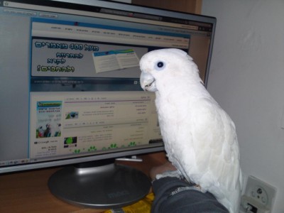 תמונה לתחרות.JPG