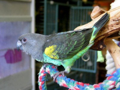 meyers%20parrot.jpg