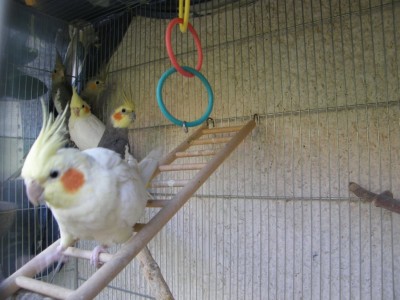 בר ישר באה לבקש ליטוף :)