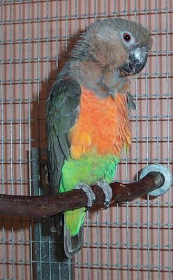 red bellied parrot.JPG