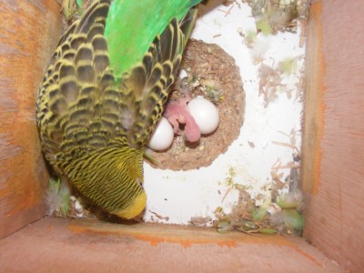 DSCF8476 (1024 x 768).jpg