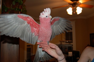 galah_cockatoo.jpg