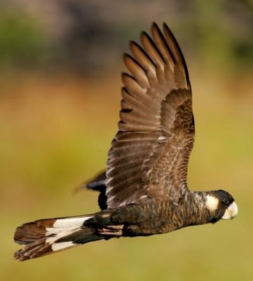 white-tailed-black-cockatoo.jpg