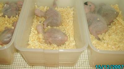 Y.L האכלות יד 2.jpg