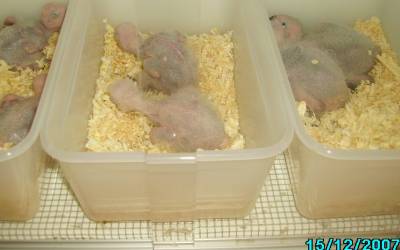 Y.L האכלות יד 4.jpg