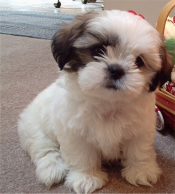 shih-tzu-brown.jpg