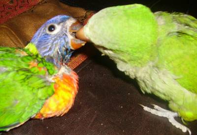 Y.L האכלות יד1.jpg