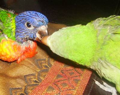 Y.L האכלות יד2.jpg