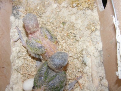 DSCF8854 (1024 x 768).jpg