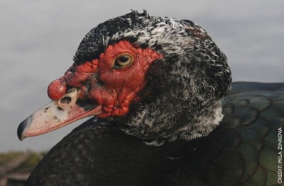 Muscovy Duck.jpg