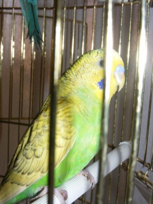 המלך..(נולד אצלי)