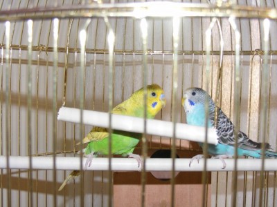 שניהם ביחד(רק הבאתי לה את התא היא ישר נכנסה..)