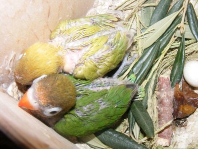 גוזלי פרסונטות הכי יפה שיש(הורים-כחול וכתום)