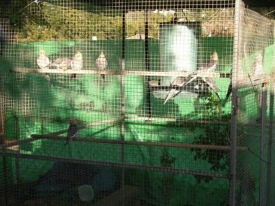 ׳§׳¦׳× ׳§׳•׳§׳˜׳׳™׳.JPG