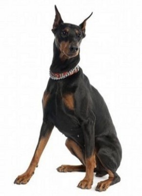 doberman-pinscher_image1.jpg