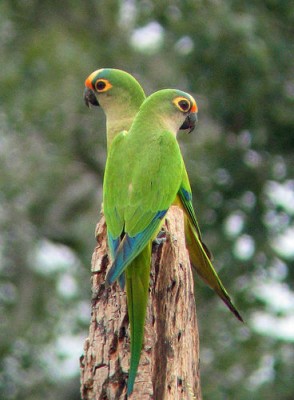 קוניור ראש תפוז