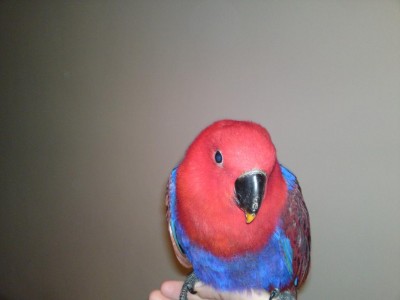 רובי על היד.JPG