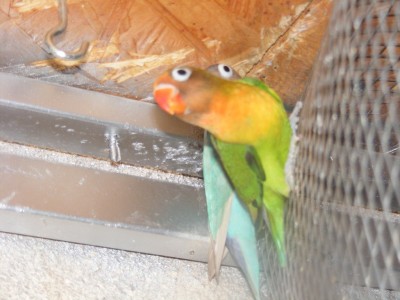 הגוזל מקדימה מאחוריו אחד ההורים