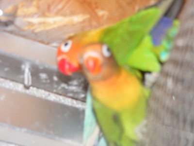 הגוזל מקדימה מאחוריו אחד ההורים