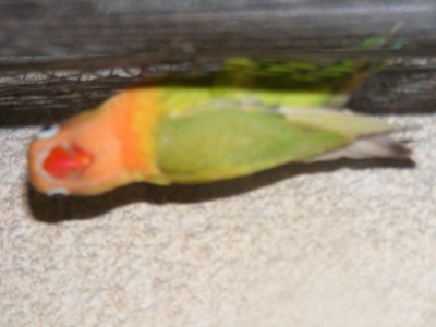 גוזל יפיפה!!