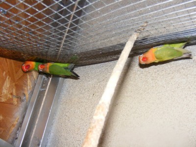 גוזל 1 למטה והשני באמצע