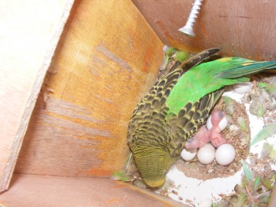 DSCF8973 (1024 x 768).jpg