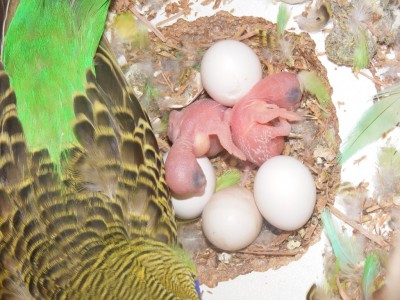 DSCF8975 (1024 x 768).jpg