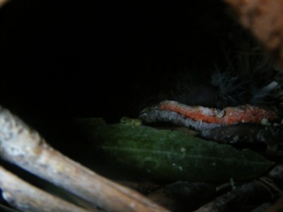 גוזל פינק תסתכלו טוב זה כמו גוש פלומה כזאת..