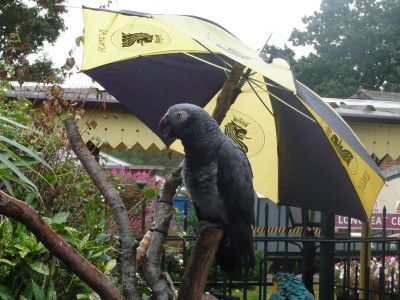 Parrot sheltering from the rain_.JPG
