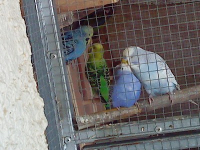 תוכונים חצי אנגלי