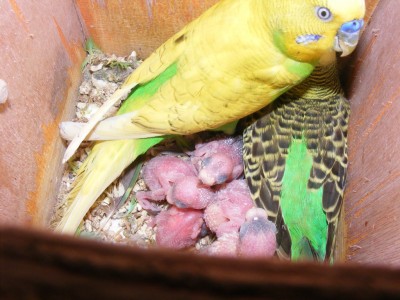 DSCF9008 (1024 x 768).jpg