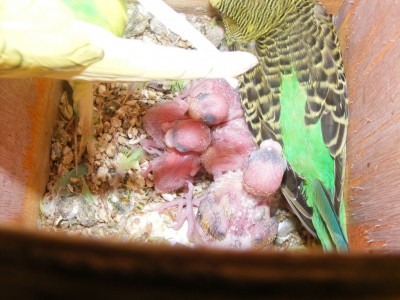 DSCF9009 (1024 x 768).jpg