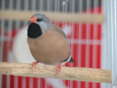 גראס 1.JPG
