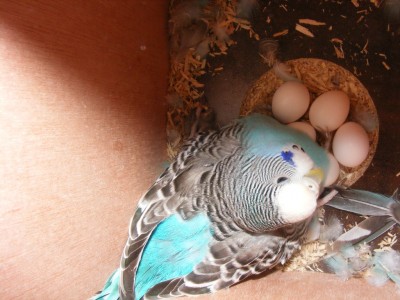 DSCF9054 (1024 x 768).jpg