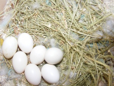 DSCF9057 (1024 x 768).jpg