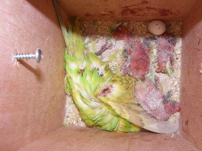 DSCF9061 (1024 x 768).jpg