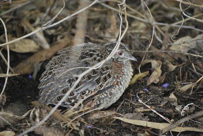 800px-Painted_ButtonQuail.jpg