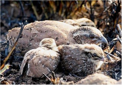 Rock_Bush_Quail.JPG