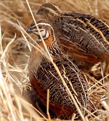 Quail_harlequin_male_Tarangire_2_11_04.jpg