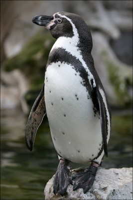 20100925012813!Humboldt-Pinguin.jpg