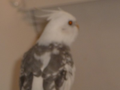 P1000855.jpg