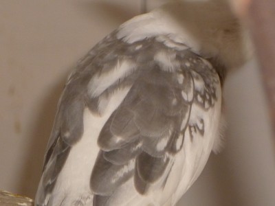 P1000861.jpg