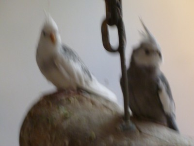P1000865.jpg