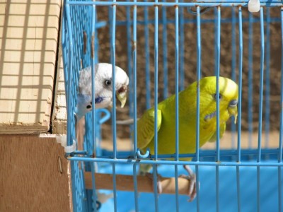זוג שנמצא בכלוב בנפרד