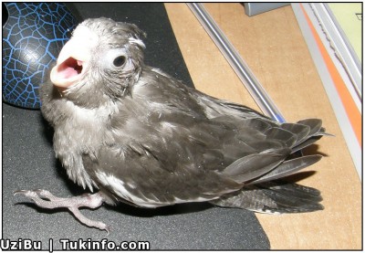 קוקטייל וויטפייס