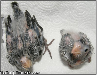 קוקטייל ווייטפייס ופנינה