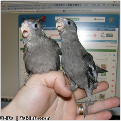 קוקטיילים ווייטפייסים