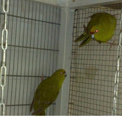 קקריק ירוק.JPG