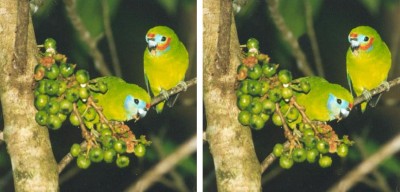 Fig_Parrots.jpg